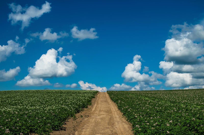青空とじゃがいも畑